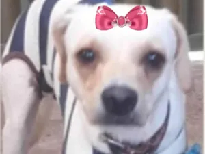 Cachorro raça SRD-ViraLata idade 1 ano nome Luma 