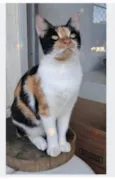 AGNES