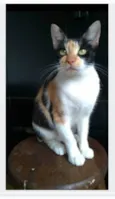 AGNES