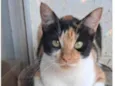 AGNES