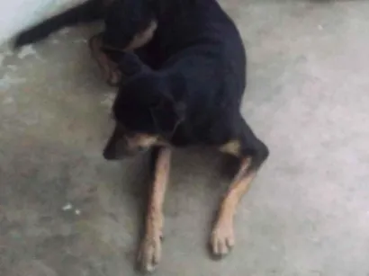 Cachorro raça SRD-ViraLata idade 2 anos nome Macacão 