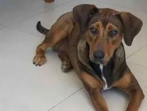 Cachorro raça SRD-ViraLata idade 2 anos nome Berenice