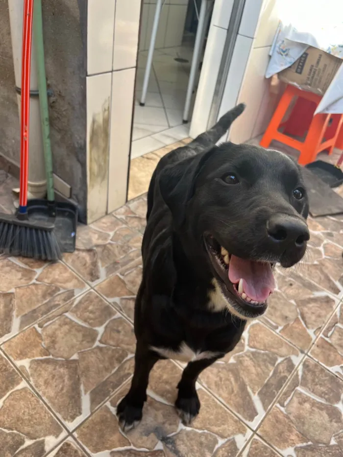 Cachorro ra a Labrador idade 2 anos nome Preta