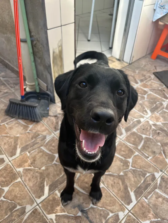 Cachorro ra a Labrador idade 2 anos nome Preta