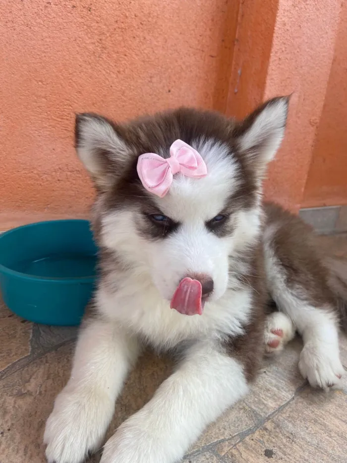 Cachorro ra a Husky Siberiano idade 2 a 6 meses nome Luna