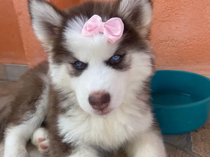 Cachorro ra a Husky Siberiano idade 2 a 6 meses nome Luna