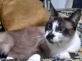 Mel