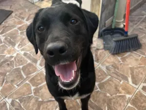 Cachorro raça Labrador idade 2 anos nome Preta