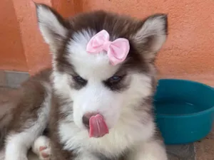 Cachorro raça Husky Siberiano idade 2 a 6 meses nome Luna