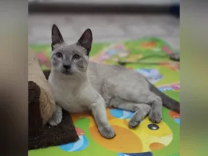 Gato raça SRD-ViraLata idade 2 a 6 meses nome Paçoca 