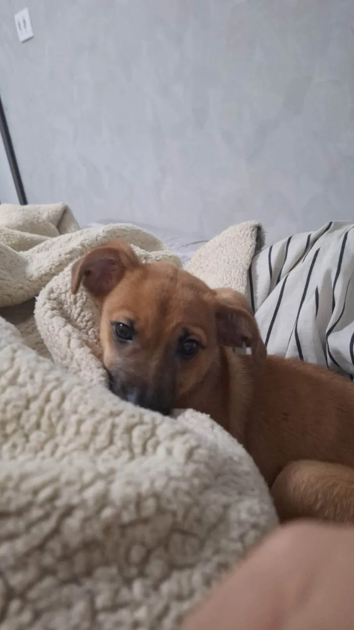 Cachorro ra a SRD-ViraLata idade 2 a 6 meses nome Nina