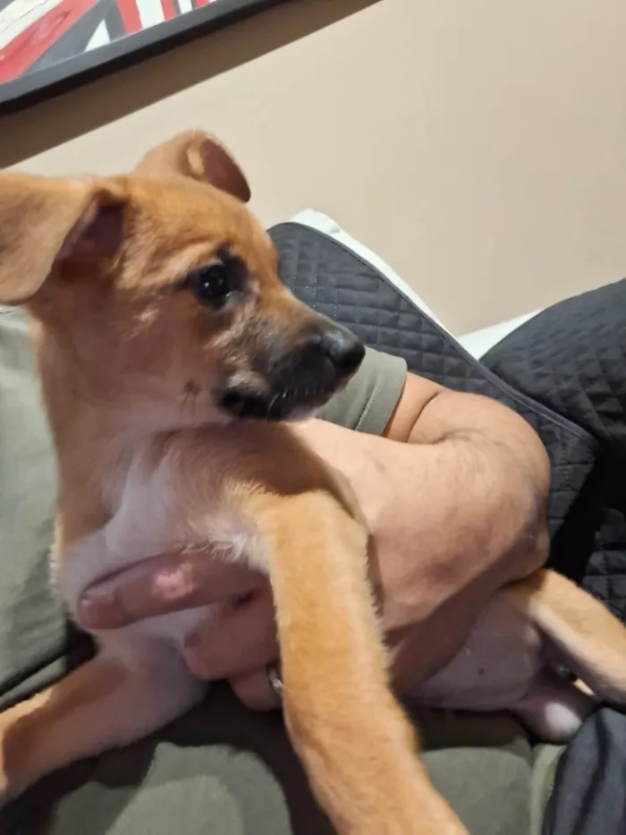 Cachorro ra a SRD-ViraLata idade 2 a 6 meses nome Nina