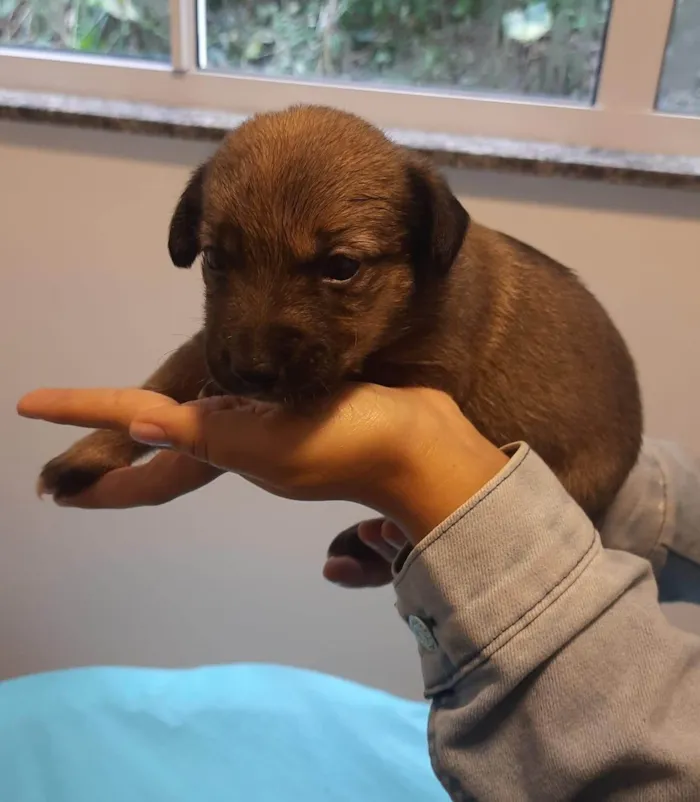 Cachorro ra a SRD-ViraLata idade Abaixo de 2 meses nome Bebê