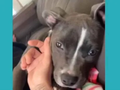 Cachorro raça Pit-Bull idade 7 a 11 meses nome Maya