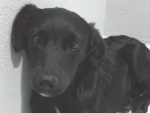 Cachorro raça SRD-ViraLata idade 2 a 6 meses nome Layla