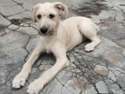 Cachorro raça SRD-ViraLata idade 2 a 6 meses nome Billy