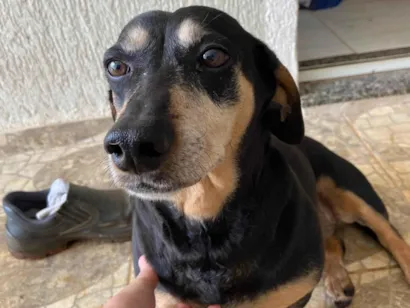 Cachorro raça SRD-ViraLata idade 3 anos nome Marusca 