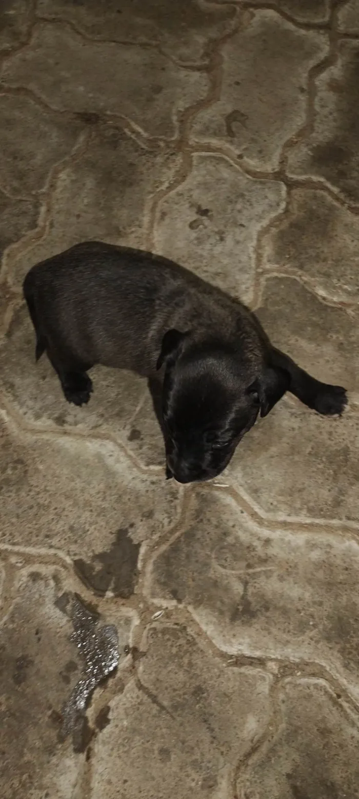 Cachorro ra a SRD-ViraLata idade Abaixo de 2 meses nome Amora