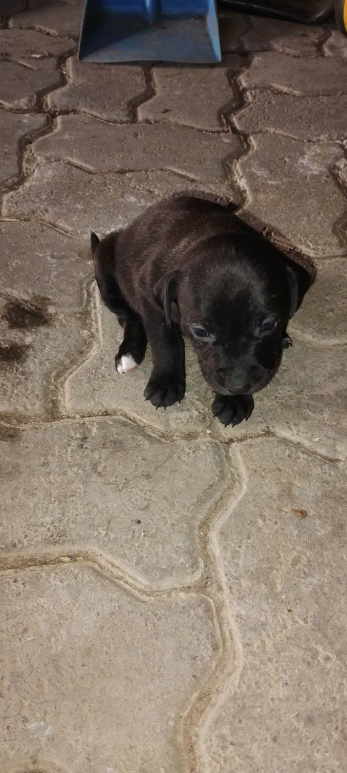 Cachorro ra a SRD-ViraLata idade Abaixo de 2 meses nome Amora
