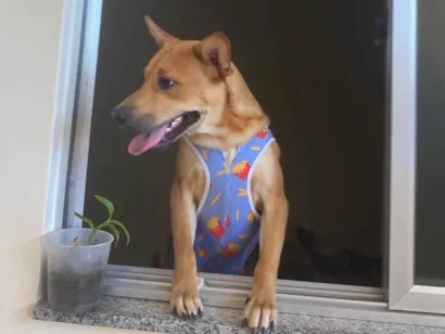 Cachorro raça SRD-ViraLata idade 1 ano nome THOR