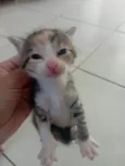Amora