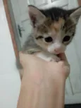 Amora