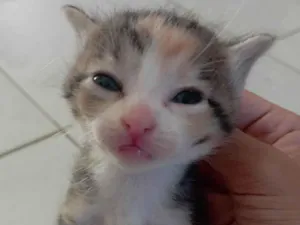 Gato raça SRD-ViraLata idade Abaixo de 2 meses nome Amora