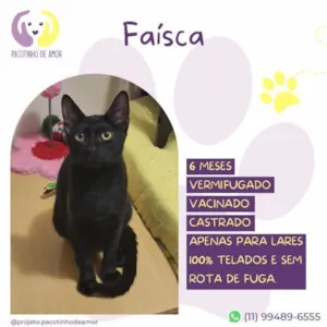 Gato raça SRD-ViraLata idade 1 ano nome FaÃ­sca