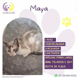 Gato raça SRD-ViraLata idade 1 ano nome Maya