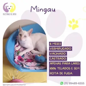 Gato raça SRD-ViraLata idade 1 ano nome Mingau