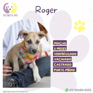 Cachorro raça SRD-ViraLata idade 2 a 6 meses nome Roger