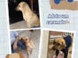 Gordo