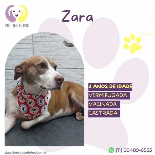 Cachorro ra a SRD-ViraLata idade 1 ano nome Zara