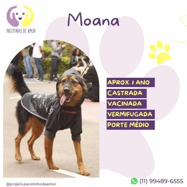 Cachorro ra a SRD-ViraLata idade 1 ano nome Moana