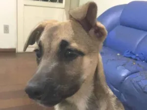 Cachorro raça SRD-ViraLata idade 2 a 6 meses nome Jack