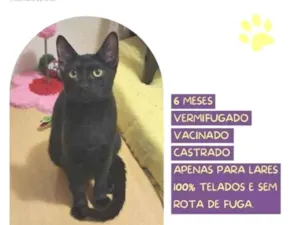 Gato raça SRD-ViraLata idade 1 ano nome FaÃ­sca