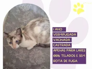 Gato raça SRD-ViraLata idade 1 ano nome Maya