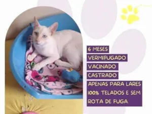 Gato raça SRD-ViraLata idade 1 ano nome Mingau