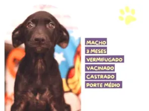 Cachorro raça SRD-ViraLata idade 2 a 6 meses nome Denzel