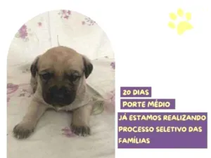 Cachorro raça SRD-ViraLata idade 2 a 6 meses nome Bela