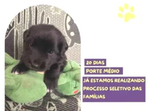 Cachorro raça SRD-ViraLata idade 2 a 6 meses nome Eric