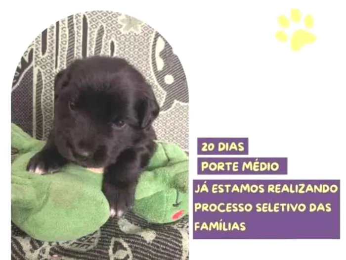 Cachorro ra a SRD-ViraLata idade 2 a 6 meses nome Eric