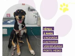 Cachorro raça SRD-ViraLata idade 1 ano nome Nala