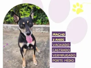 Cachorro raça SRD-ViraLata idade 1 ano nome Stark