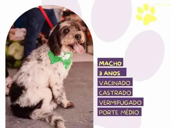 Cachorro ra a SRD-ViraLata idade 1 ano nome Douky