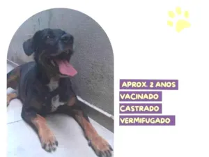 Cachorro raça SRD-ViraLata idade 1 ano nome Gigante Emilio