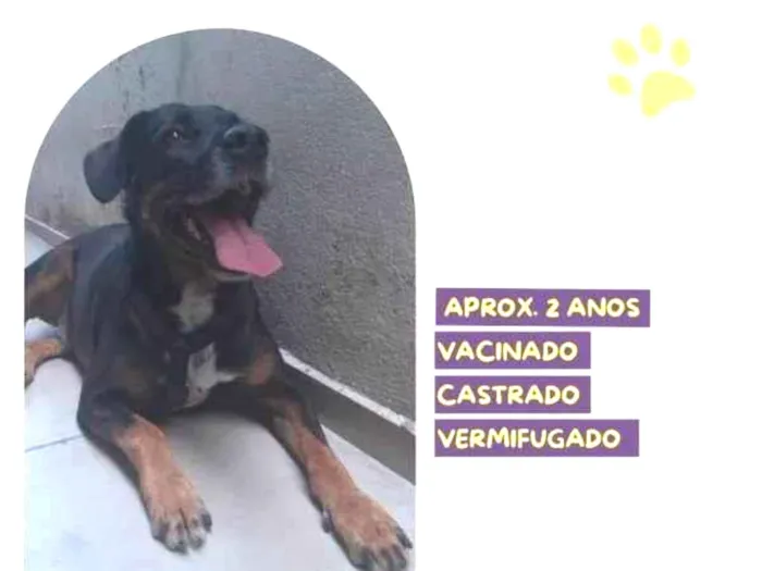 Cachorro ra a SRD-ViraLata idade 1 ano nome Gigante Emilio