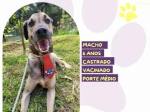 Cachorro raça SRD-ViraLata idade 1 ano nome Billy