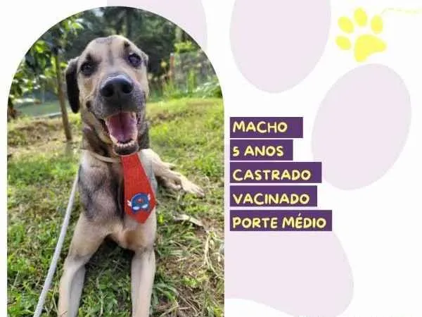 Cachorro ra a SRD-ViraLata idade 1 ano nome Billy