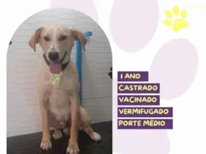 Cachorro raça SRD-ViraLata idade 2 a 6 meses nome Lyon